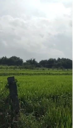 10 acres 19 guntas Land in Mucherla, Ranga Reddy - photo 1