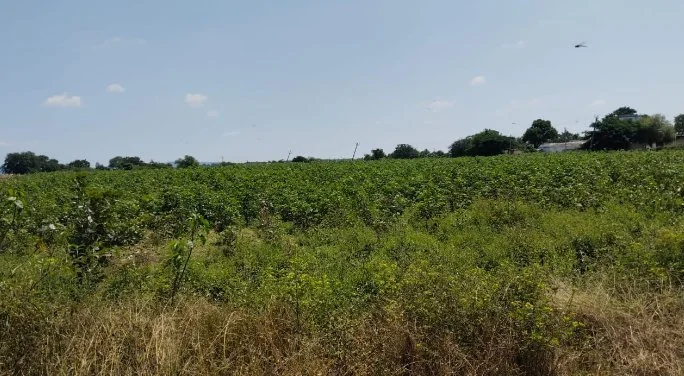 5 acres 13 guntas Land in Mittakodur, Vikarabad - photo 1
