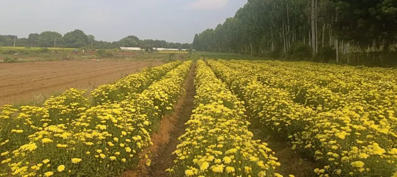 10 acres Land in Gollor, Ranga Reddy - photo 1