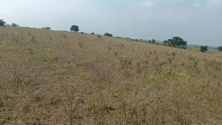 14 acres 22 guntas Land in Gomutri, Adilabad - photo 1