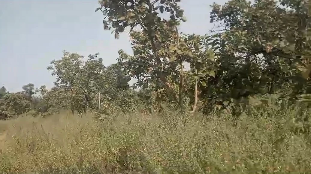 38 acres 14 guntas Land in Gollaghat, Adilabad - photo 1