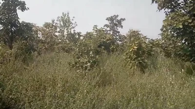 38 acres 14 guntas Land in Gollaghat, Adilabad - photo 2