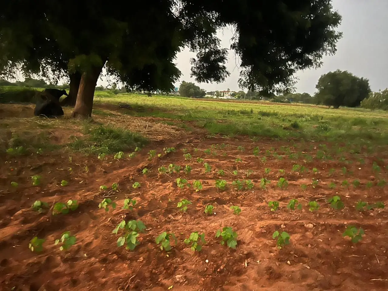 3 acres Land in Vallampatla, Siddipet - photo 1