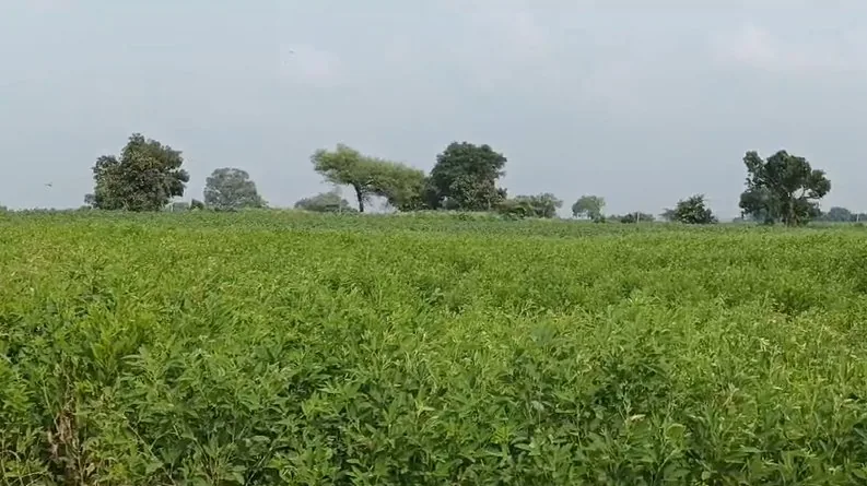 2 acres Land in Madharam, Vikarabad - photo 1