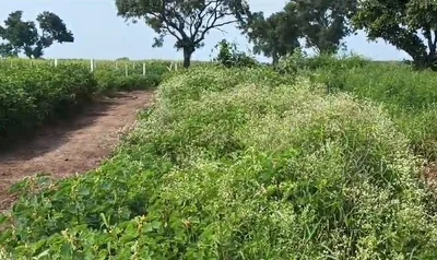 2 acres Land in Madharam, Vikarabad - photo 5