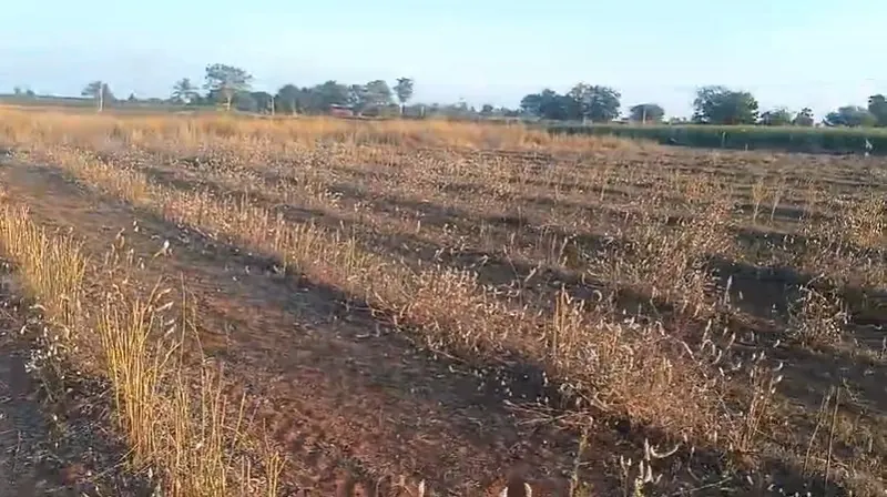 5 acres Land in Danampalle, Siddipet - photo 1