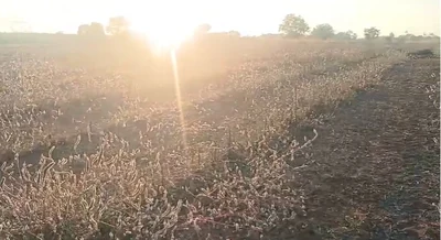 5 acres Land in Danampalle, Siddipet - photo 3