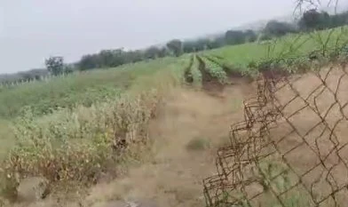 2 acres Land in Somaram, Vikarabad - photo 2