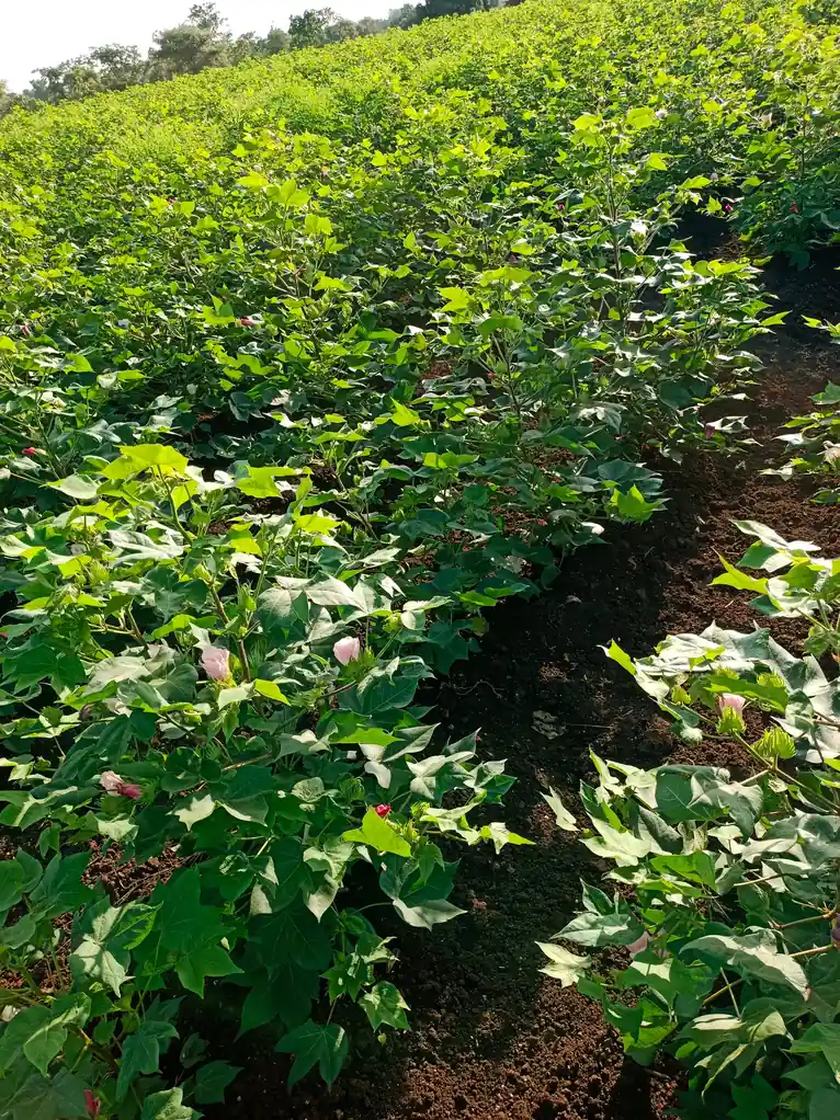 2 acres Land in Dharur, Vikarabad - photo 1