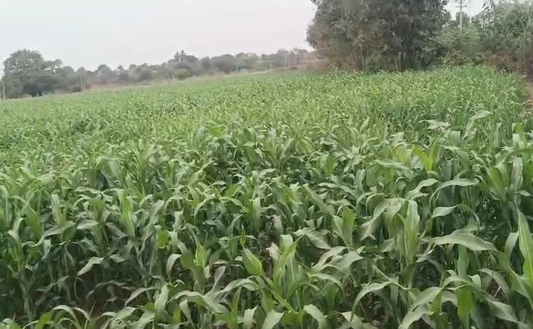 7 acres 2 guntas Land in Mirjapur[N], Sangareddy - photo 1