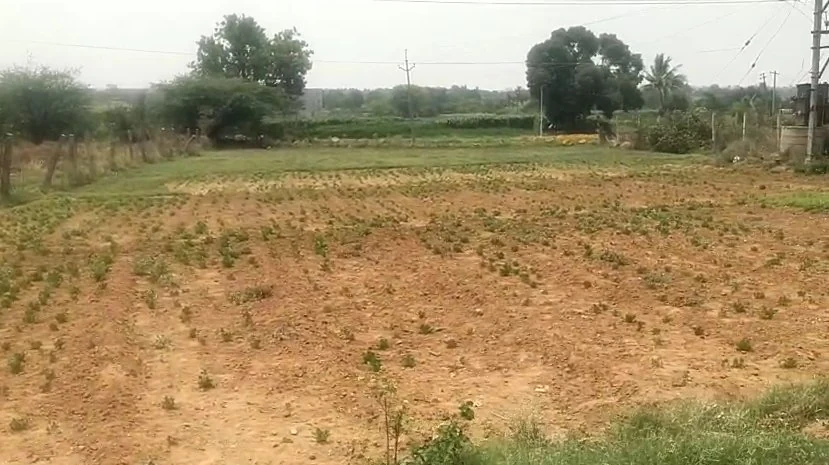 12 guntas Land in Gangaram, Ranga Reddy - photo 1