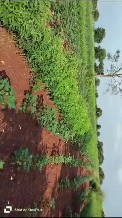 5 acres Land in Kothlapur, Vikarabad - photo 2