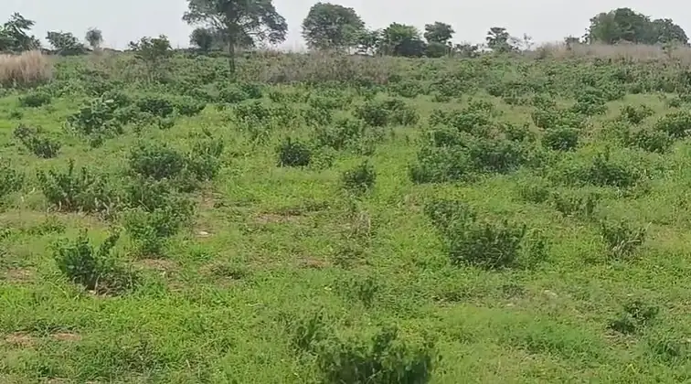 2 acres Land in Akkanepalle, Siddipet - photo 1