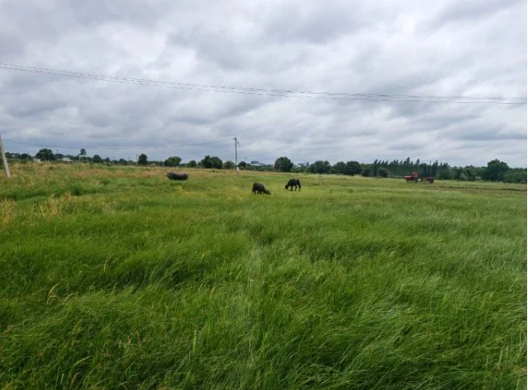 2 acres Land in Allawada, Ranga Reddy - photo 1