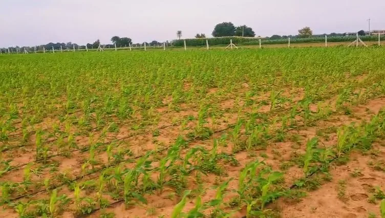 35 guntas Land in Mylaram, Siddipet - photo 1