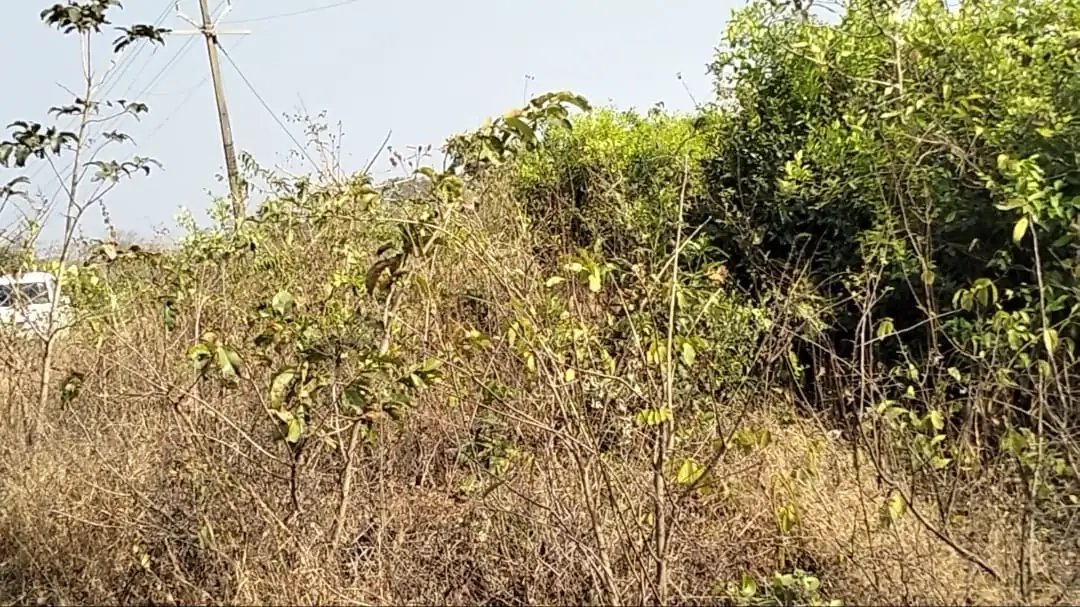5.25 Acres Land in Agarvayangani, Ratnagiri - photo 1