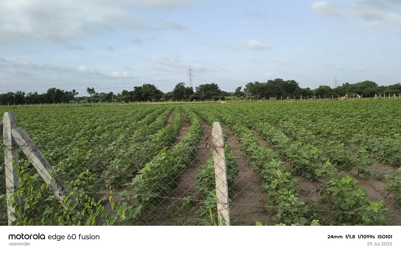 1 acre 24 guntas Land in Jakkepalle, Vikarabad - photo 1