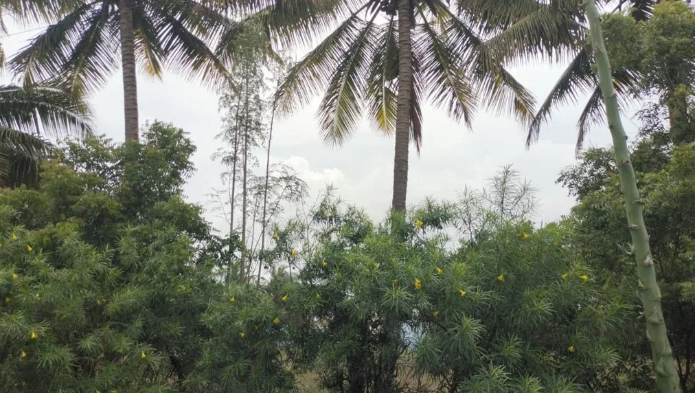 1.05 Acres Land in Neelambur (Ct), Coimbatore - photo 1