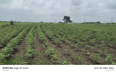 1 acre 11 guntas Land in Kokat, Vikarabad - photo 2