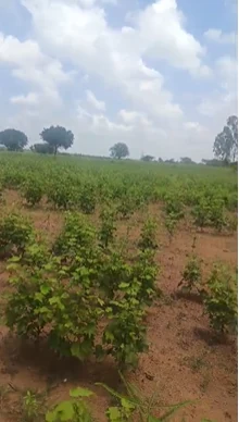 20 guntas Land in Tadoor, Siddipet - photo 1
