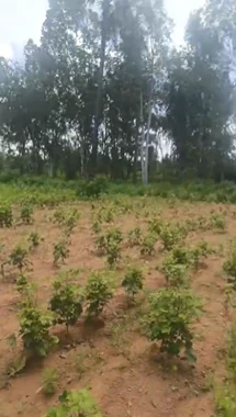 20 guntas Land in Tadoor, Siddipet - photo 2
