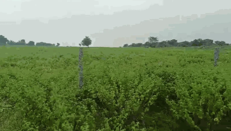 11 acres Land in Baswapur, Siddipet - photo 1